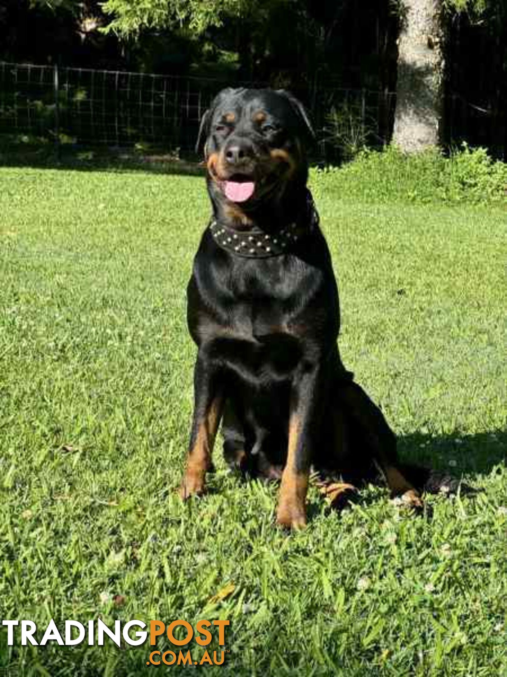 Purebred Rottweiler Female For Sale