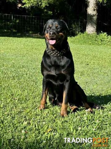 Purebred Rottweiler Female For Sale