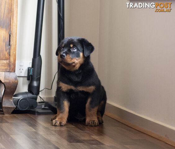 PUREBRED ROTTWEILER EXTRA LARGE PUPS AVAILABLE TO THE RIGHT HOME