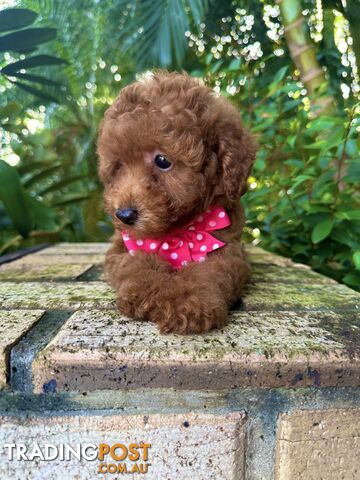 Toy Poodle Pups QLD- True Toy Size Teddy Bears