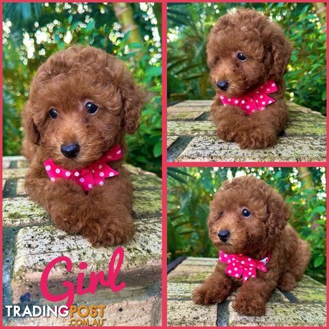 Toy Poodle Pups QLD- True Toy Size Teddy Bears