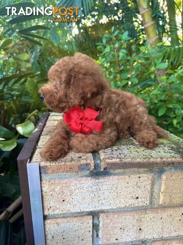 Toy Poodle Pups QLD- True Toy Size Teddy Bears