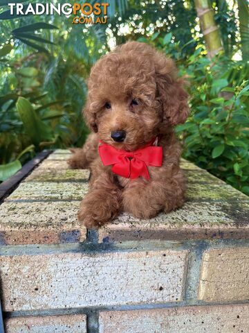 Toy Poodle Pups QLD- True Toy Size Teddy Bears