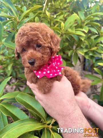 Toy Poodle Pups QLD- True Toy Size Teddy Bears