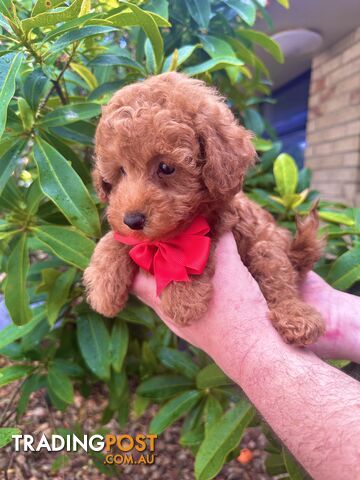 Toy Poodle Pups QLD- True Toy Size Teddy Bears