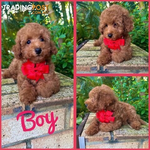 Toy Poodle Pups QLD- True Toy Size Teddy Bears