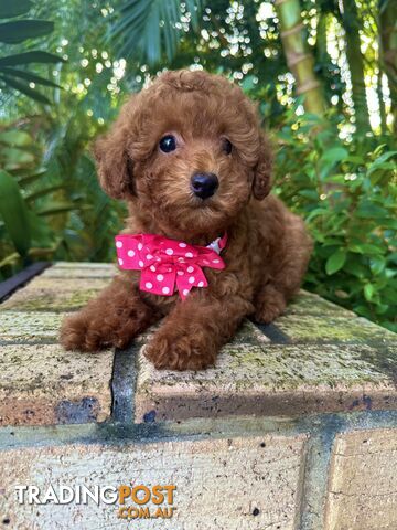 Toy Poodle Girl Pup QLD- True Toy Size Teddy Bear