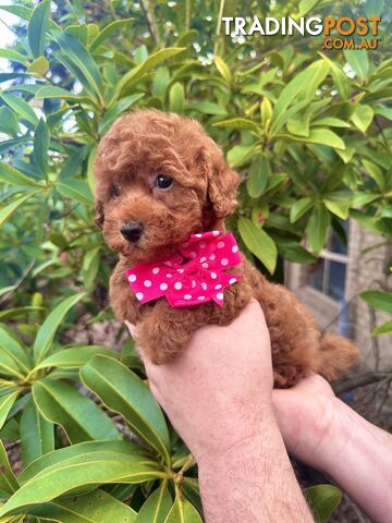 Toy Poodle Pups QLD- True Toy Size Teddy Bears