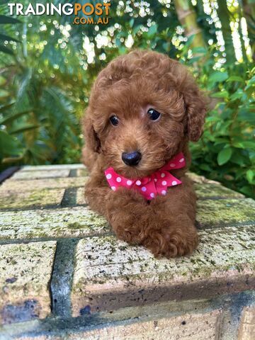 Toy Poodle Pups QLD- True Toy Size Teddy Bears