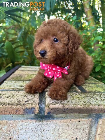 Toy Poodle Pups QLD- True Toy Size Teddy Bears