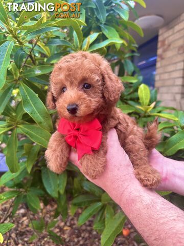 Toy Poodle Pups QLD- True Toy Size Teddy Bears