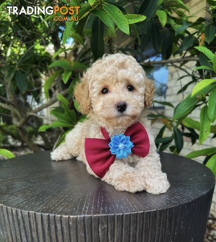 Toy Poodle Boy Pup 💙💙QLD💙💙DNA Clear