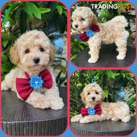 Toy Poodle Pups QLD🩷💙Girl and Boy🩷💙DNA Clear