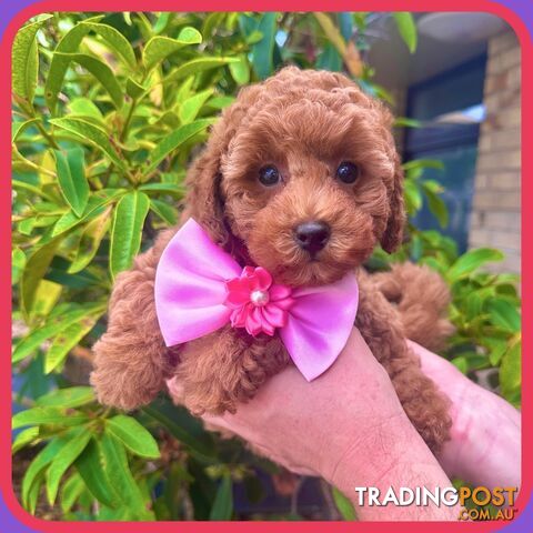 Toy Poodle Girl Pup🩷QLD🩷DNA Clear