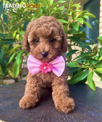 Toy Poodle Girl Pup🩷QLD🩷DNA Clear