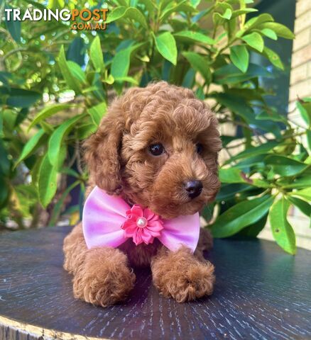 Toy Poodle Girl Pup🩷QLD🩷DNA Clear