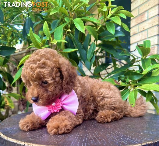 Toy Poodle Pups QLD🩷💙Girl and Boy🩷💙DNA Clear