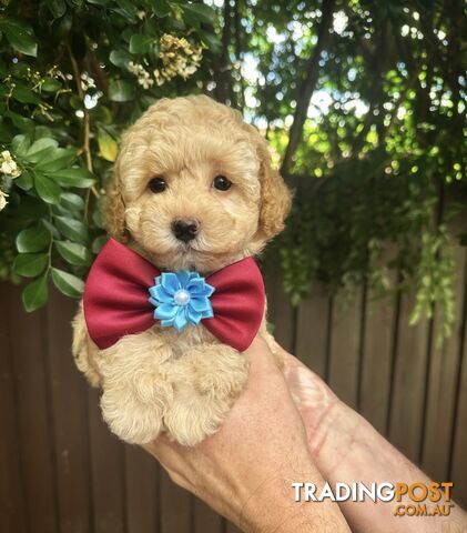 Toy Poodle Pups QLD🩷💙Girl and Boy🩷💙DNA Clear