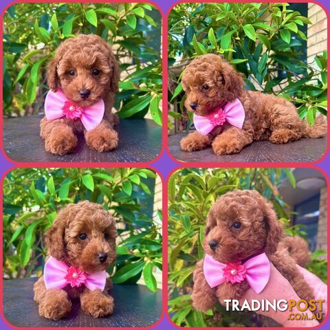 Toy Poodle Girl Pup🩷QLD🩷DNA Clear