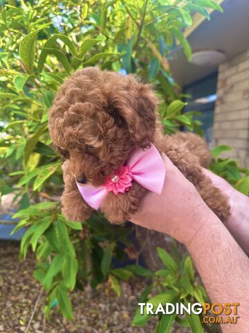 Toy Poodle Girl Pup🩷QLD🩷DNA Clear