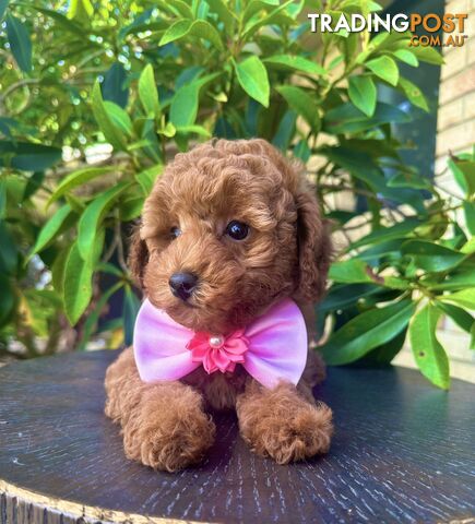 Toy Poodle Girl Pup🩷QLD🩷DNA Clear