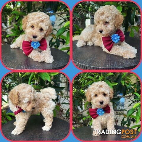 Toy Poodle Boy Pup 💙💙QLD💙💙DNA Clear