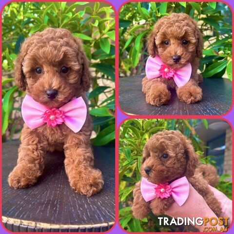 Toy Poodle Pups QLD🩷💙Girl and Boy🩷💙DNA Clear