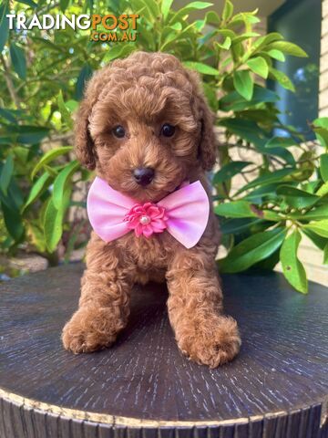 Toy Poodle Pups QLD🩷💙Girl and Boy🩷💙DNA Clear