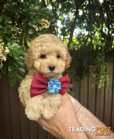 Toy Poodle Pups QLD🩷💙Girl and Boy🩷💙DNA Clear