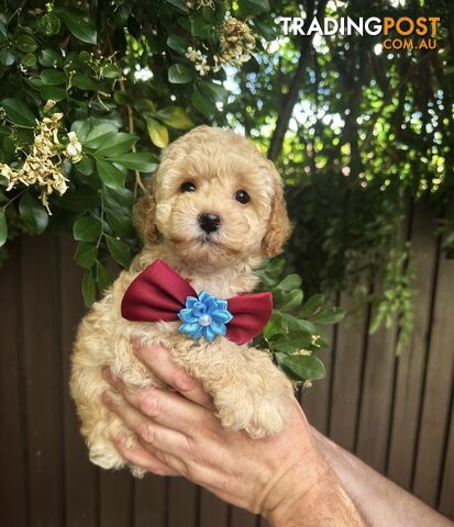 Toy Poodle Pups QLD🩷💙Girl and Boy🩷💙DNA Clear