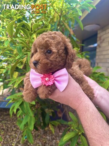 Toy Poodle Pups QLD🩷💙Girl and Boy🩷💙DNA Clear