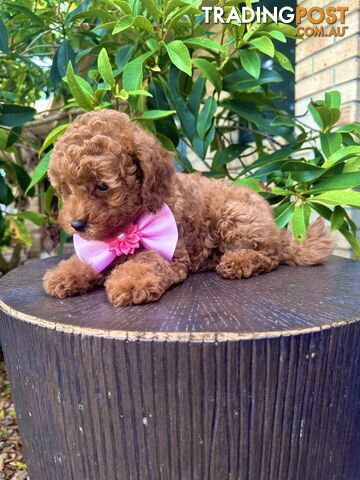 Toy Poodle Pups QLD🩷💙Girl and Boy🩷💙DNA Clear