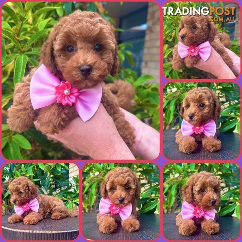 Toy Poodle Pups QLD🩷💙Girl and Boy🩷💙DNA Clear