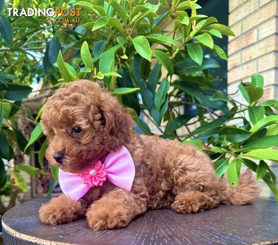 Toy Poodle Girl Pup🩷QLD🩷DNA Clear