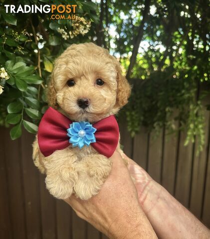 Toy Poodle Pups QLD🩷💙Girl and Boy🩷💙DNA Clear