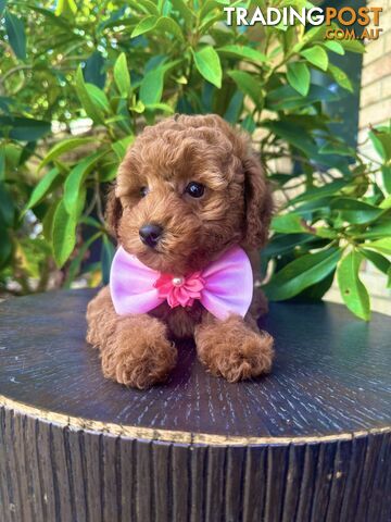 Toy Poodle Pups QLD🩷💙Girl and Boy🩷💙DNA Clear