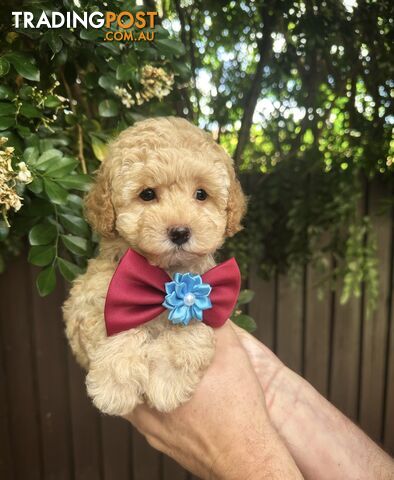 Toy Poodle Pups QLD🩷💙Girl and Boy🩷💙DNA Clear