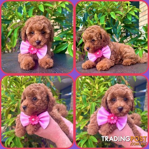 Toy Poodle Girl Pup🩷QLD🩷DNA Clear