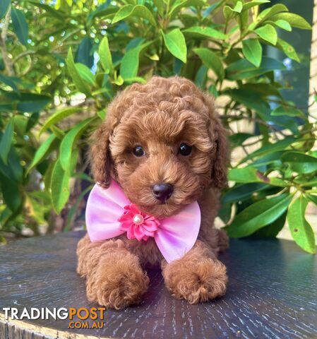 Toy Poodle Pups QLD🩷💙Girl and Boy🩷💙DNA Clear