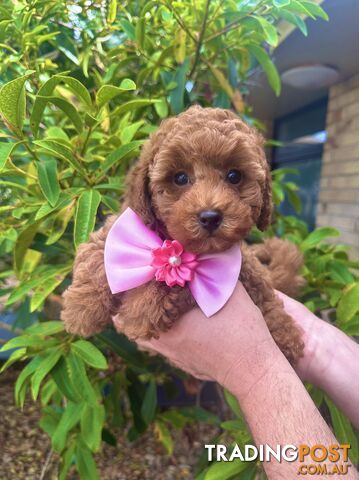 Toy Poodle Pups QLD🩷💙Girl and Boy🩷💙DNA Clear