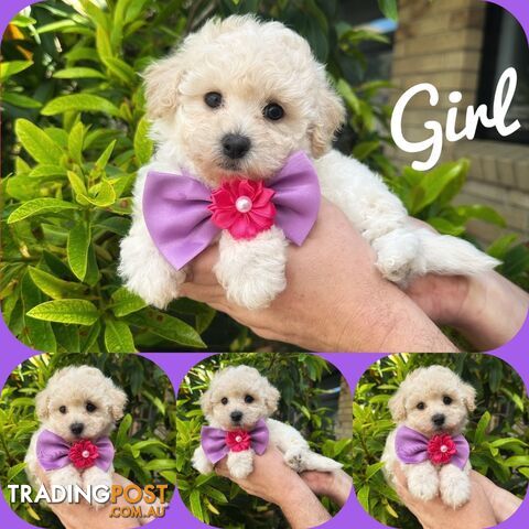 Bichoodle/Poochon Pups❤️Non Shedding Teddy Bears❤️