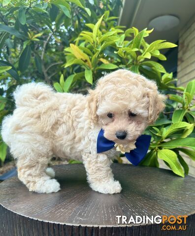 Bichoodle/Poochon Last Boy Pup❤️Non Shedding Teddy Bears❤️