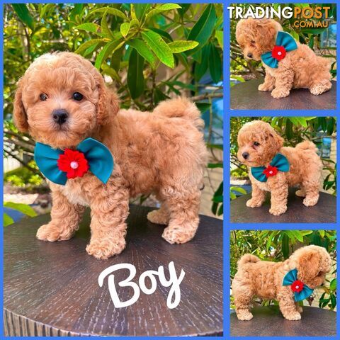 Bichoodle/Poochon Pups❤️Non Shedding Teddy Bears❤️