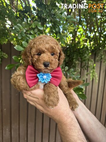 Bichoodle/Poochon Boy Pup❤️Non Shedding Teddy Bears❤️