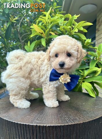 Bichoodle/Poochon Last Boy Pup❤️Non Shedding Teddy Bears❤️