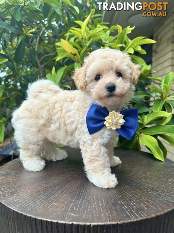 Bichoodle/Poochon Last Boy Pup❤️Non Shedding Teddy Bears❤️