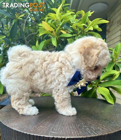 Bichoodle/Poochon Last Boy Pup❤️Non Shedding Teddy Bears❤️