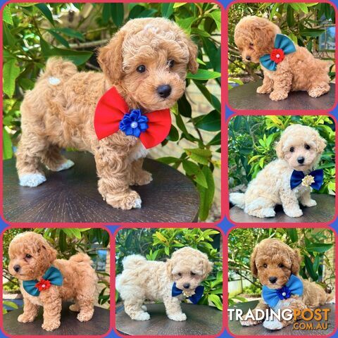 Bichoodle/Poochon Boy Pups❤️Non Shedding Teddy Bears❤️