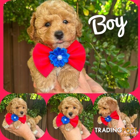 Bichoodle/Poochon Pups❤️Non Shedding Teddy Bears❤️