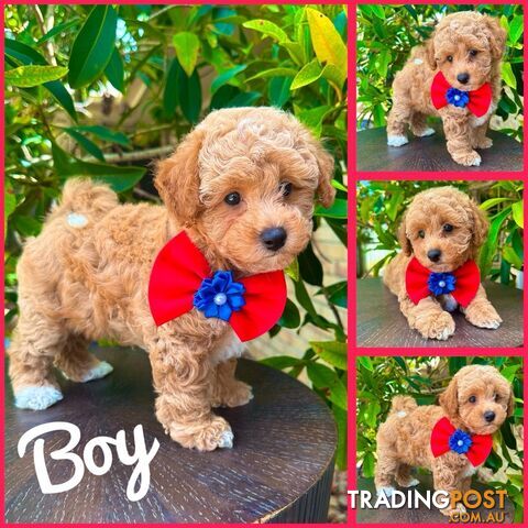 Bichoodle/Poochon Pups❤️Non Shedding Teddy Bears❤️